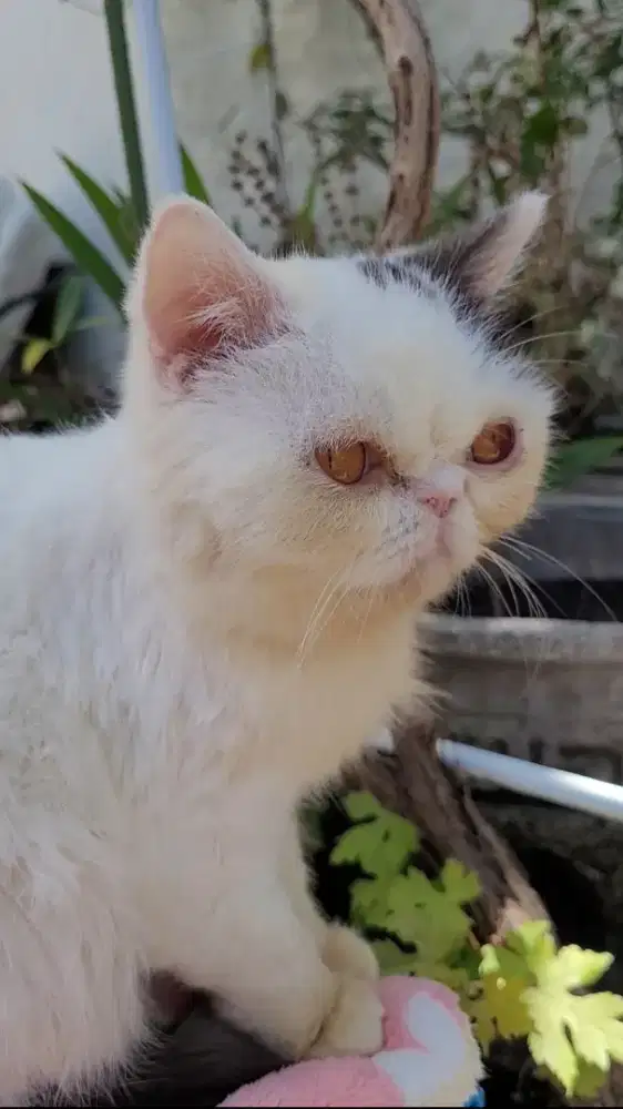 (TIDAK BISA KIRIM) KUCING EXO BETINA