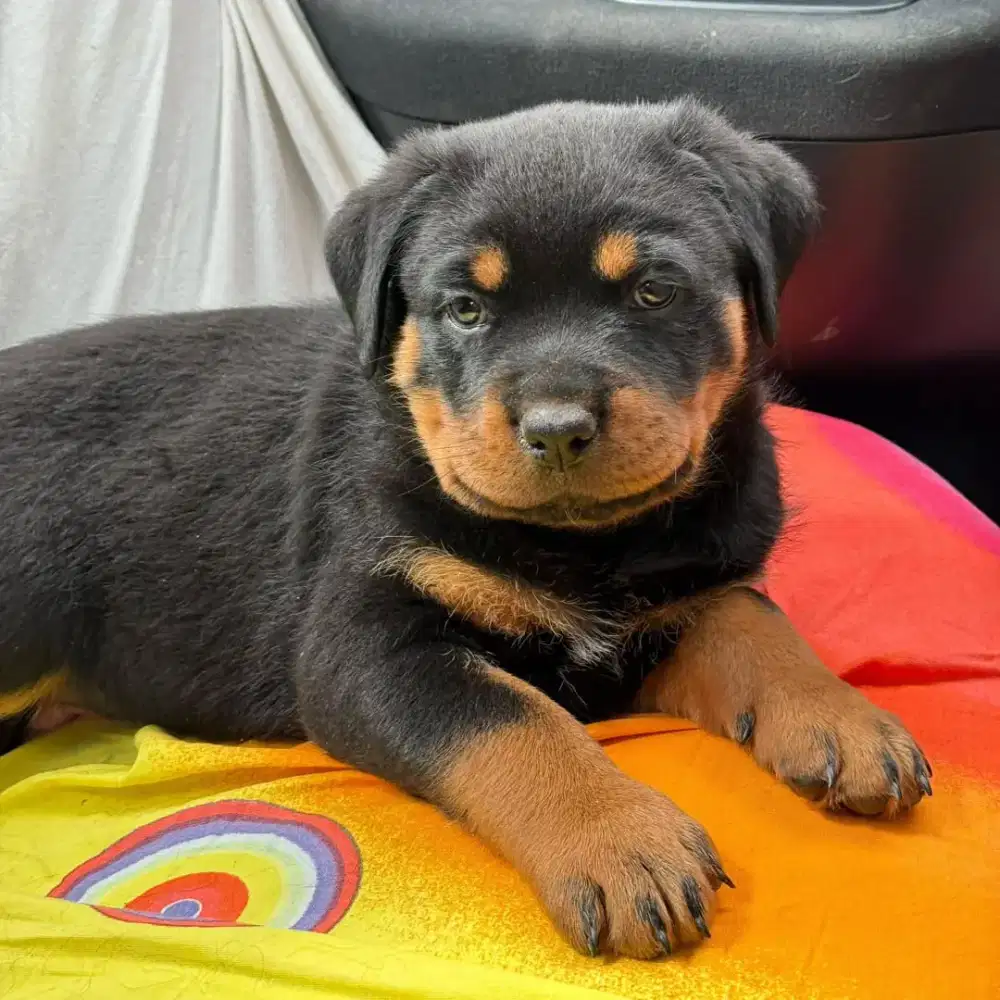 DIJUAL ANJING ROTTWEILER