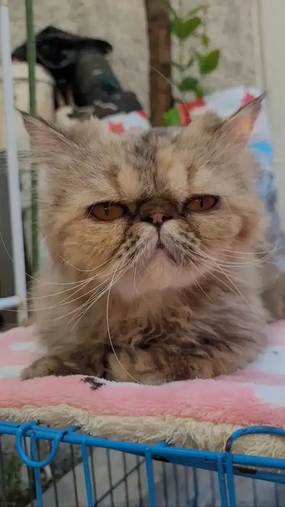 (TIDAK BISA KIRIM) KUCING PEAKNOSE BETINA