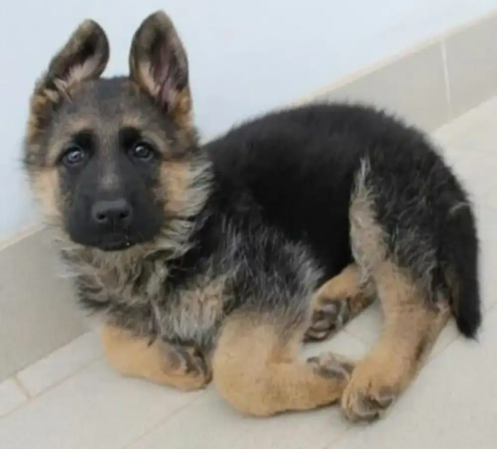 DIJUAL ANJING HERDER