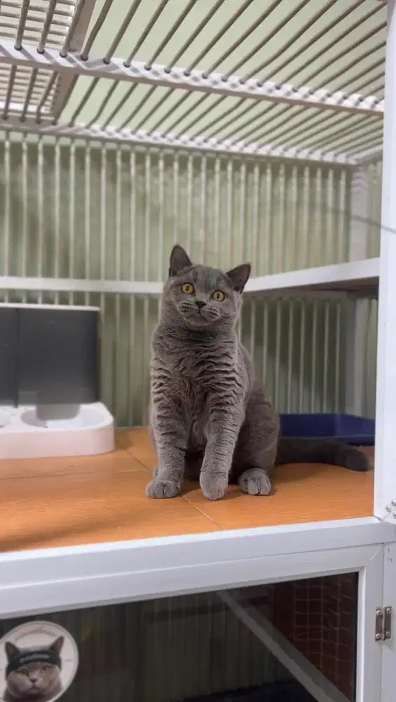 BRITISH SHORTHAIR (BSH)