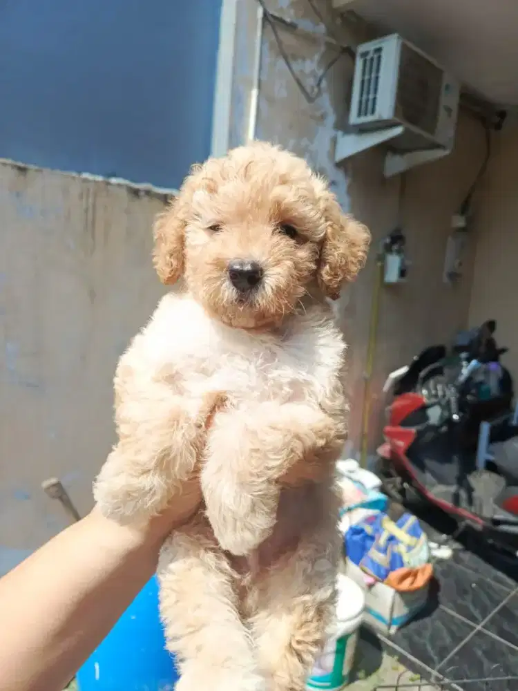 Jual Anak Anjing Toy Poodle