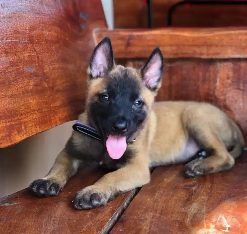 DIJUAL ANJING BELGIAN MALINOIS