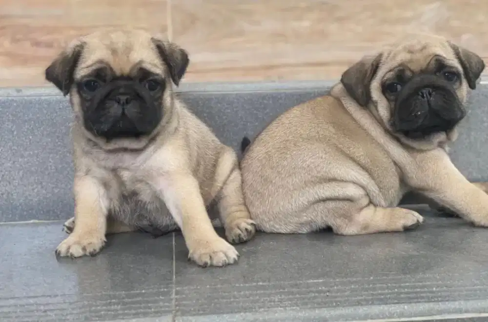 DIJUAL ANJING PUG