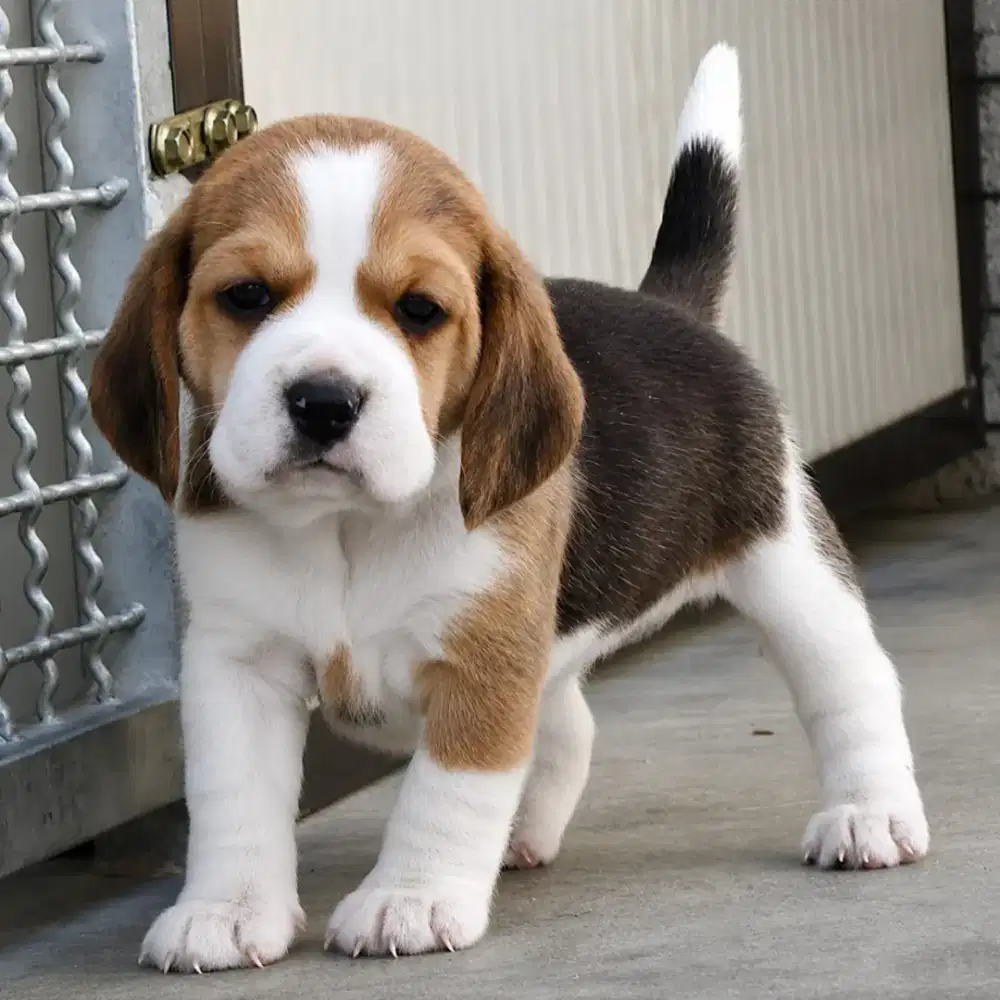 DIJUAL ANJING BEAGLE