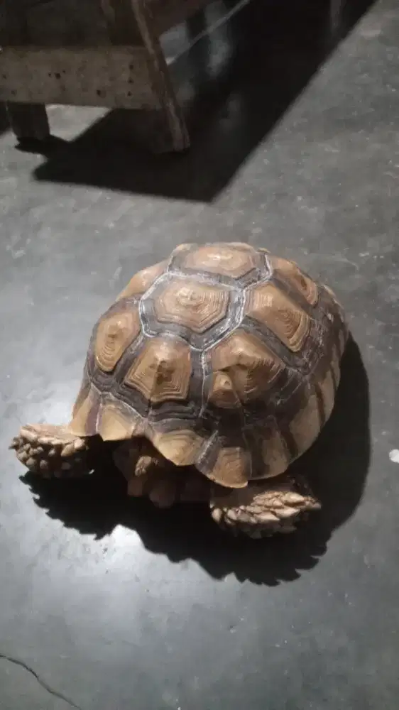 Kura² darat sulcata