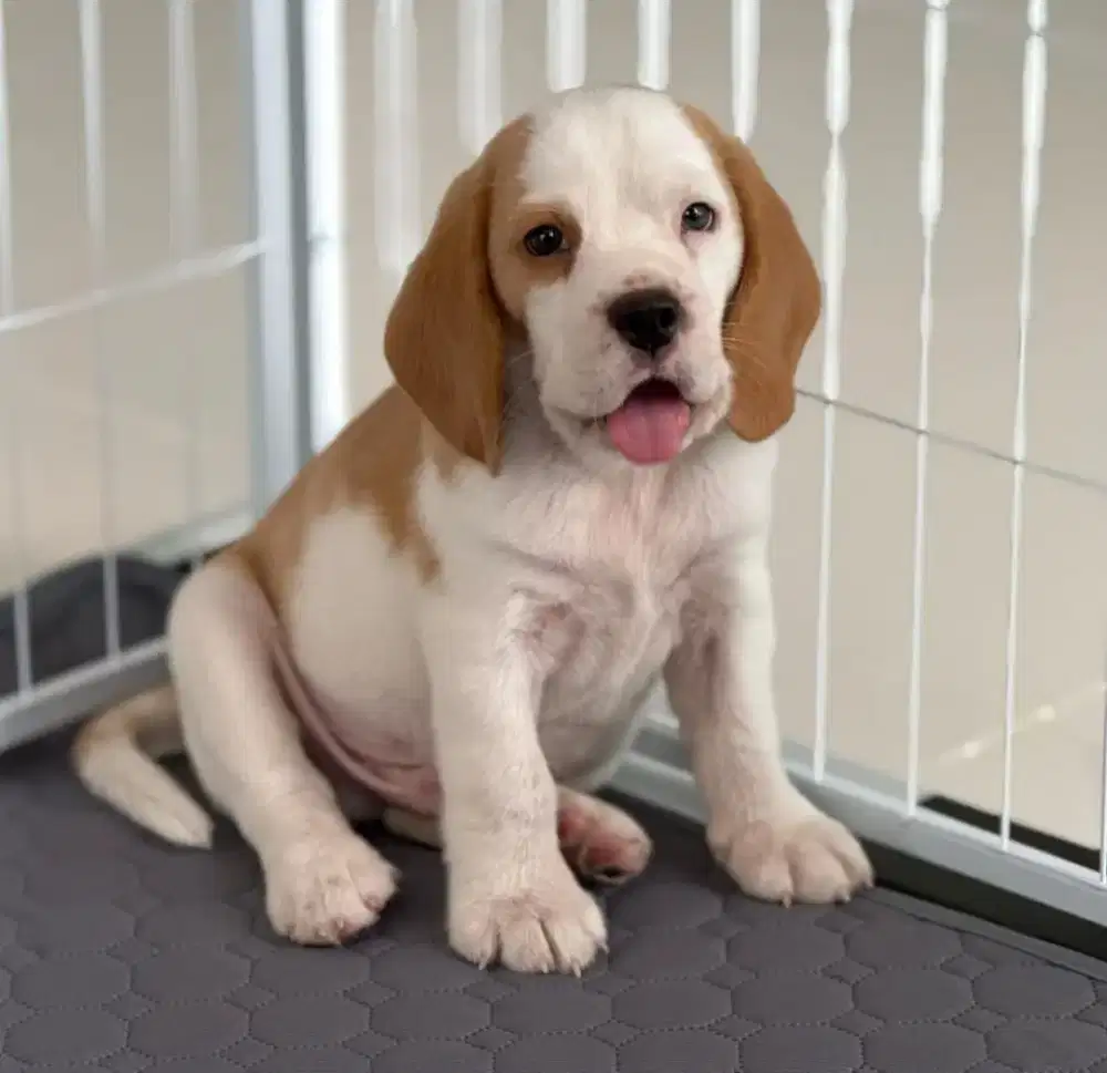 DIJUAL ANJING BEAGLE