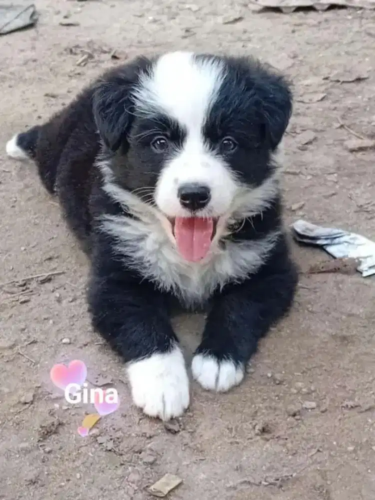 DIJUAL ANJING BORDER COLLIE