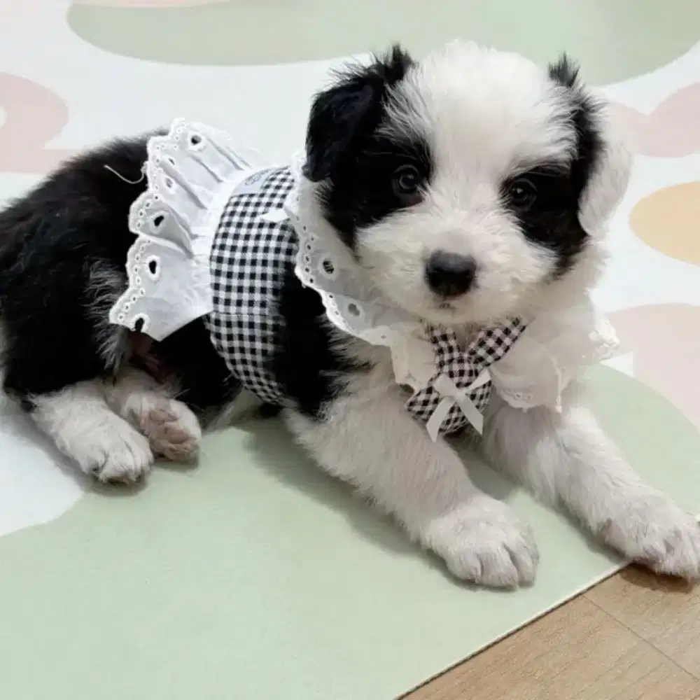 DIJUAL ANJING BORDER COLLIE
