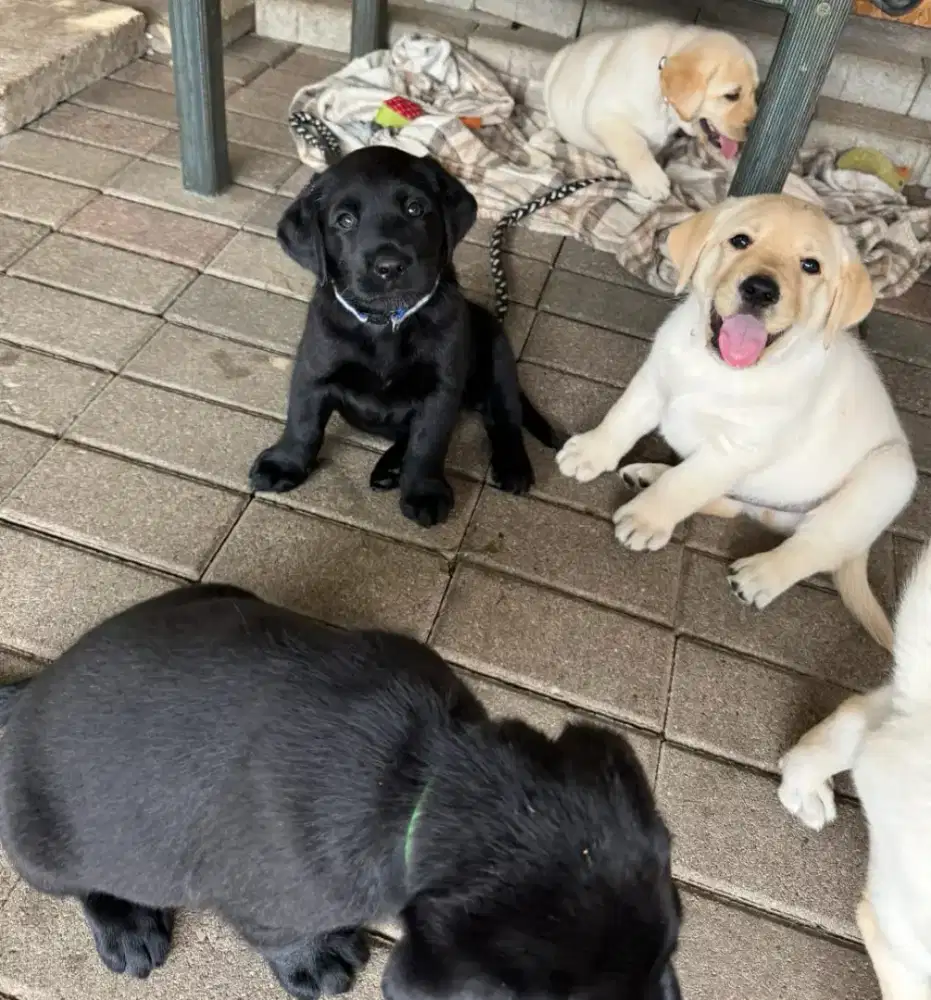DIJUAL ANJING LABRADOR RETRIEVER