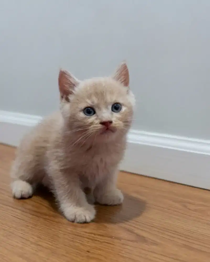 BSH Fawn Carier Cinnamon Jantan