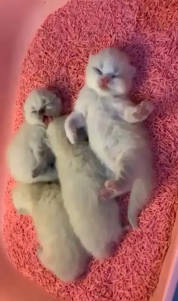 oppen boking kitten BSH scottish