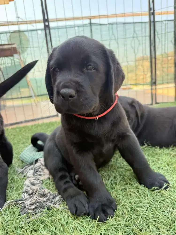 DIJUAL ANJING LABRADOR RETRIEVER