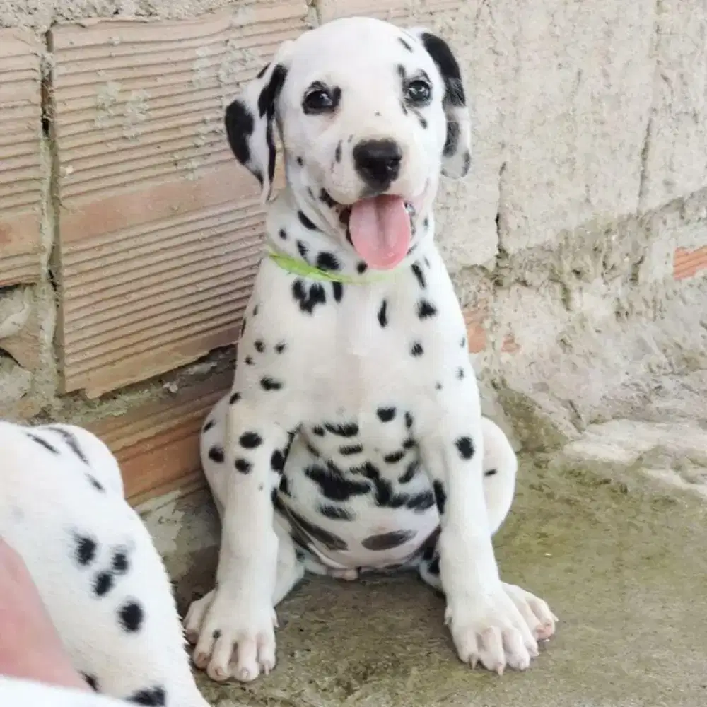 DIJUAL ANJING DALMATIAN