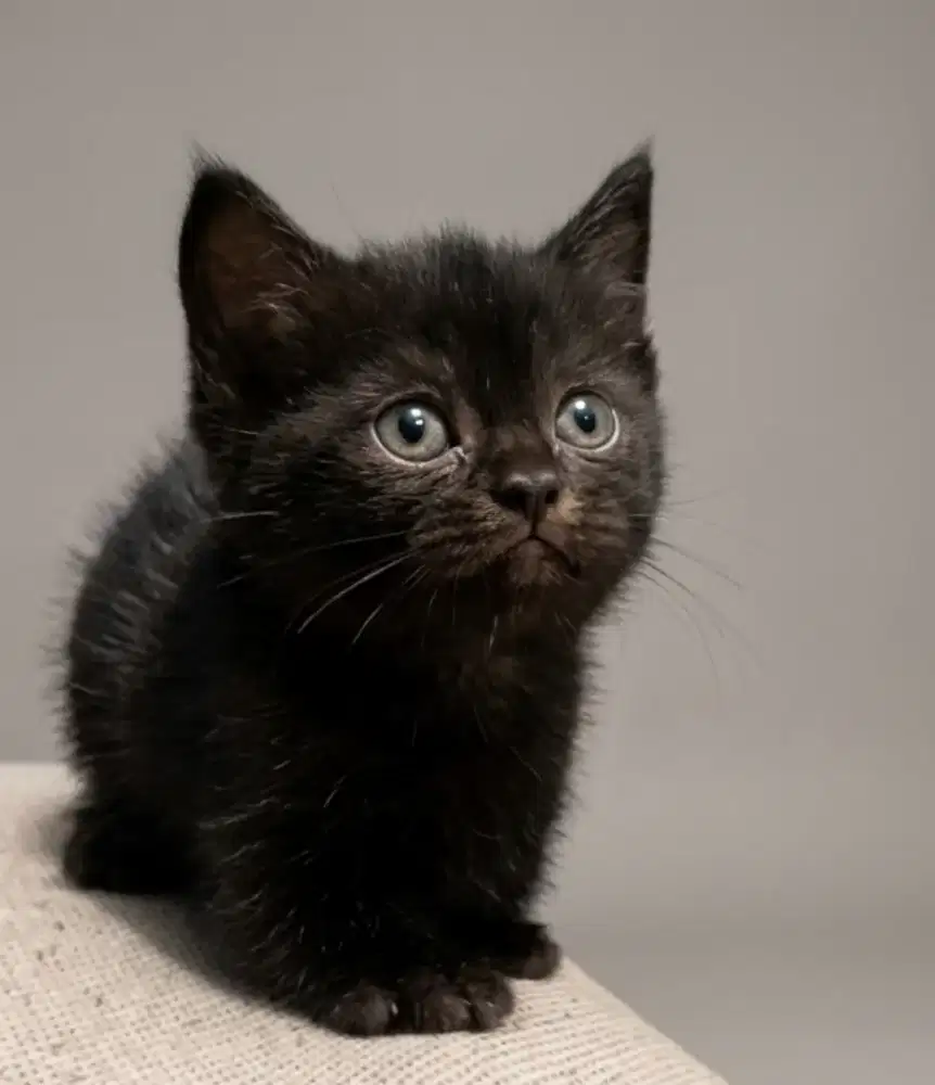 Munchkin BSH Black Solid Female