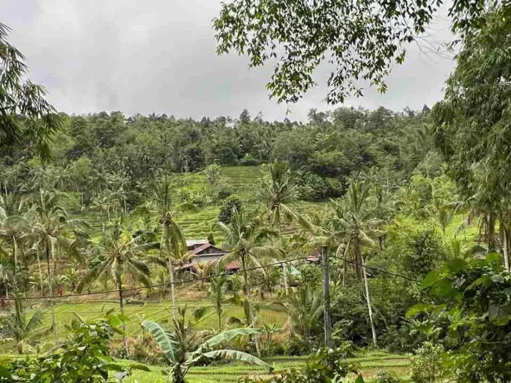 jual tanah kebun view sawah di tabanan bali