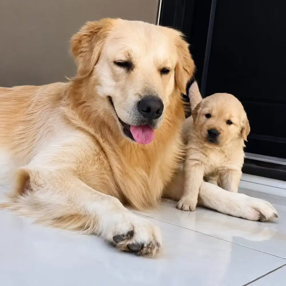 DIJUAL ANJING GOLDEN RETRIEVER