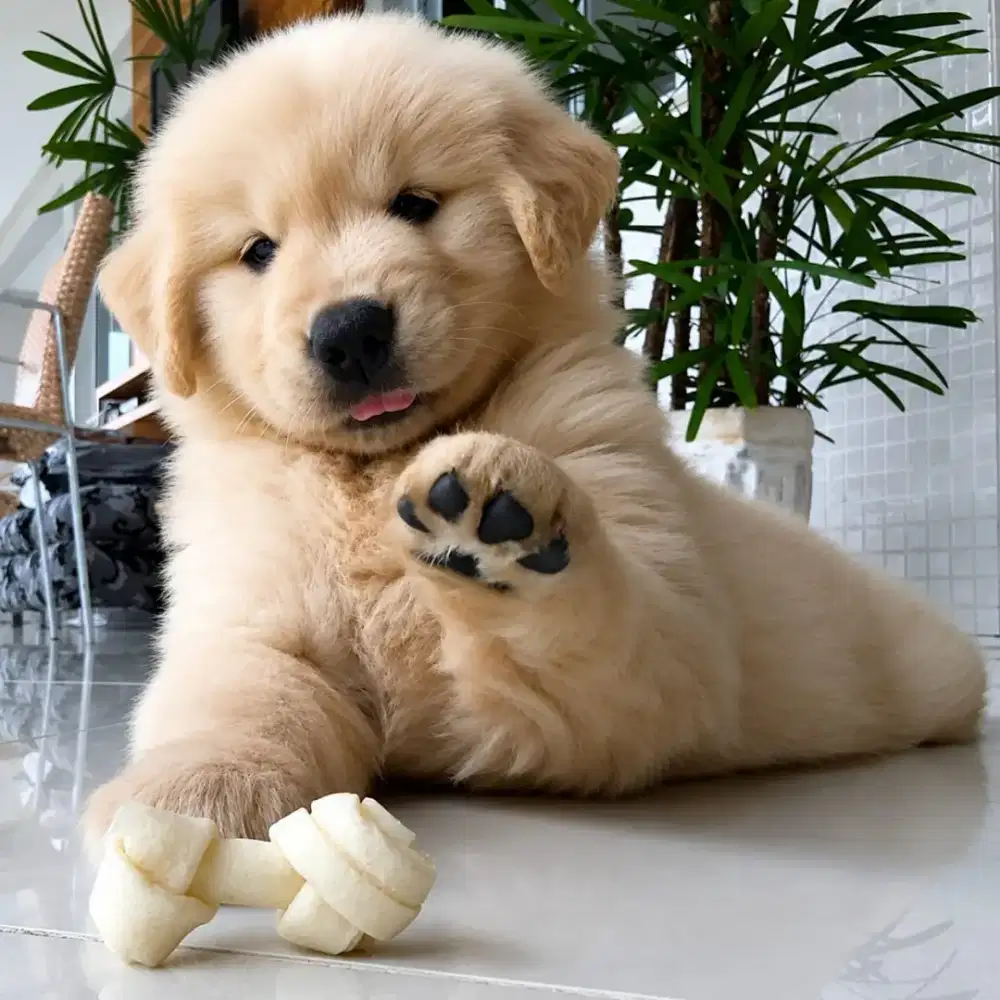 DIJUAL ANJING GOLDEN RETRIEVER