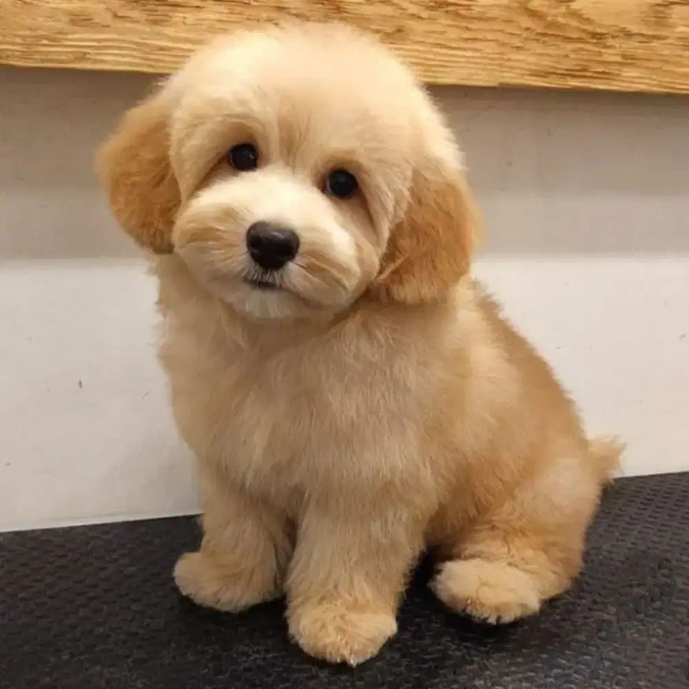 DIJUAL ANJING MALTESE MIX POODLE