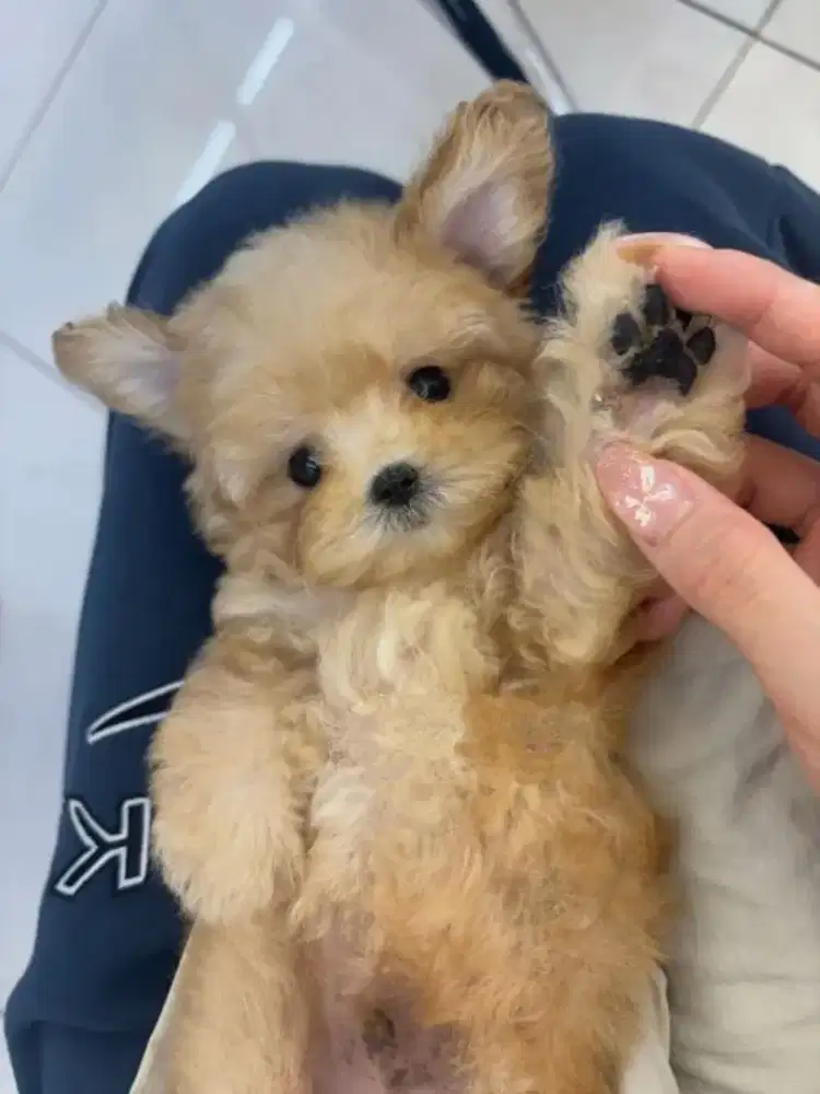 DIJUAL ANJING POM MIX POODLE