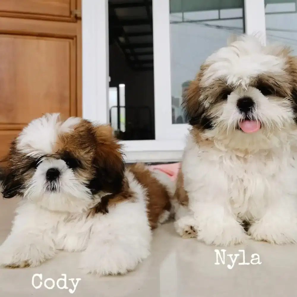 DIJUAL ANJING SHITZHU