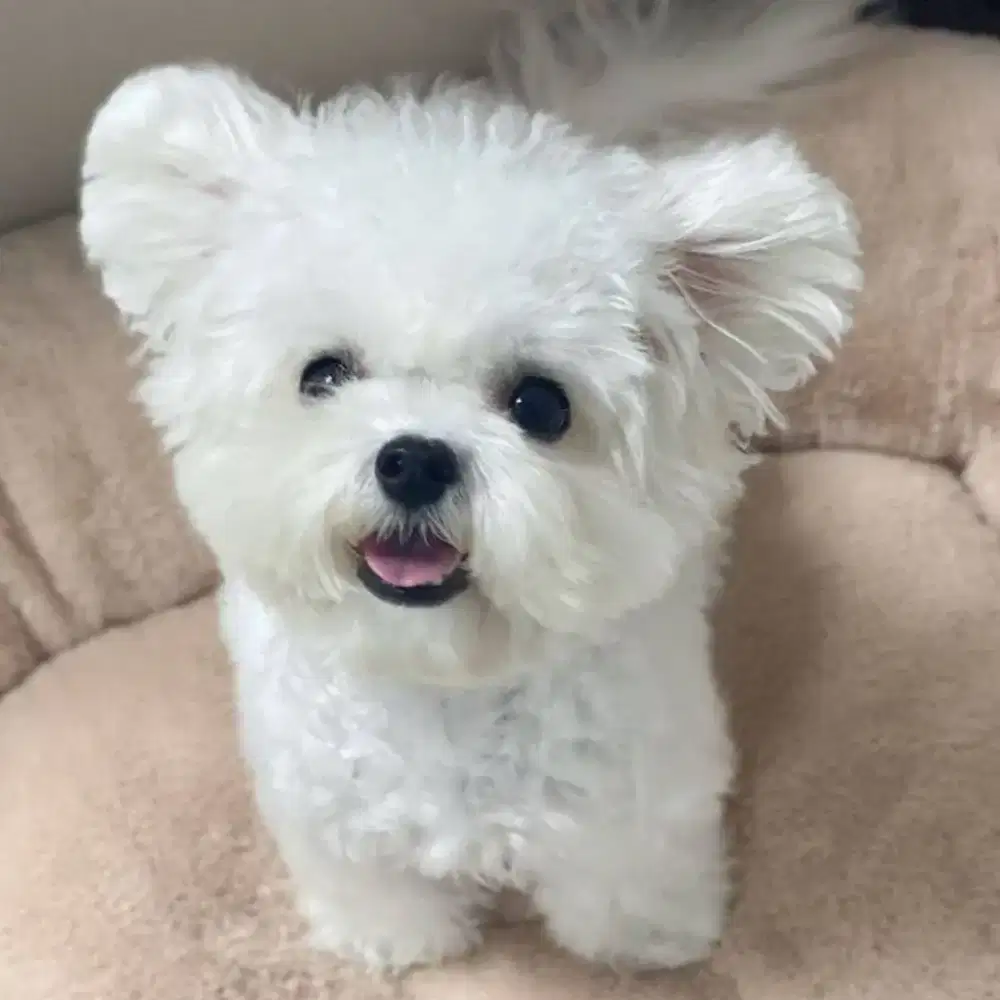 DIJUAL ANJING MALTESE MIX POM