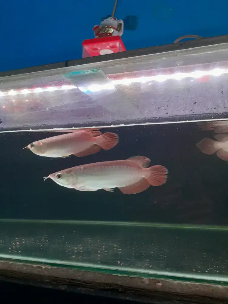 Arowana Super Red Size 21-22 cm