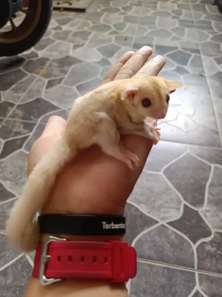 Sugar glider creamino joey ready 2 pasang