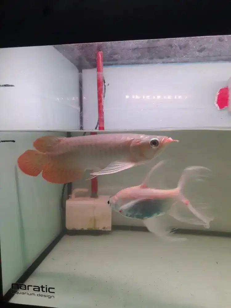 Arowana Super Red Size 31cm