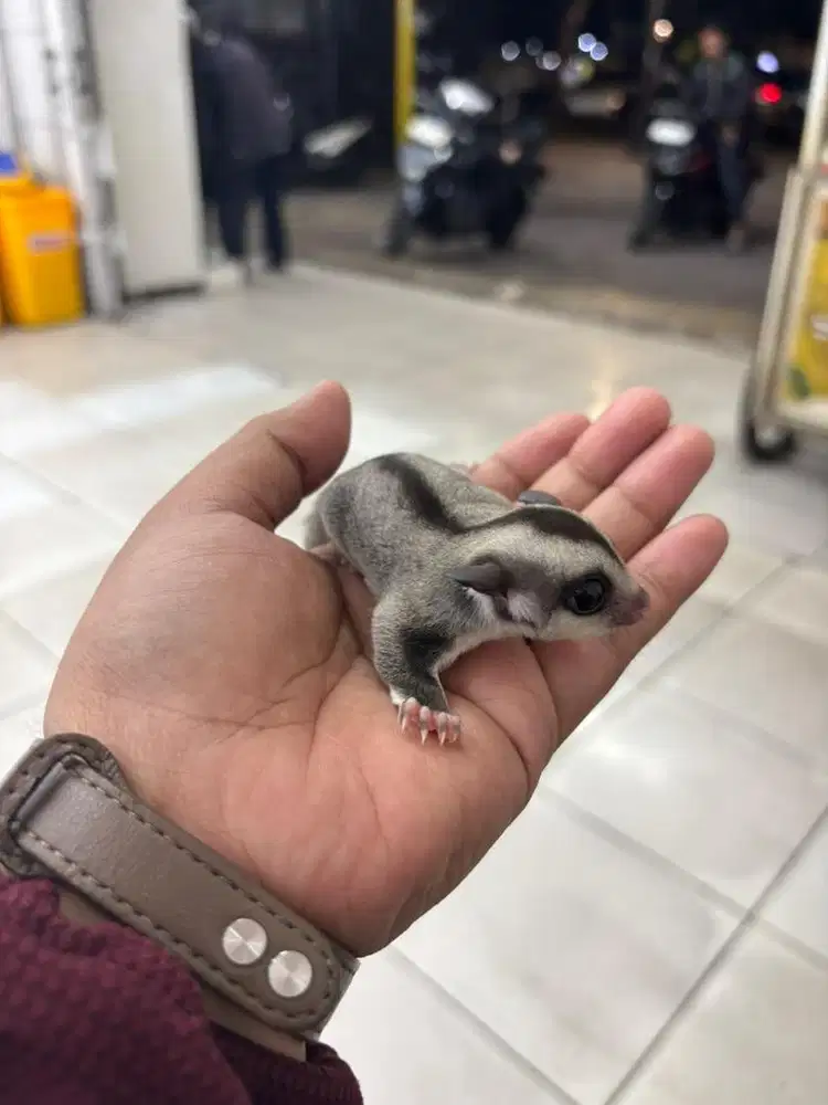 Jual sugar glider