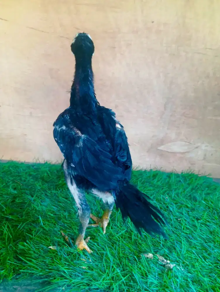 Ayam shamo ekor lidi 1 bulan