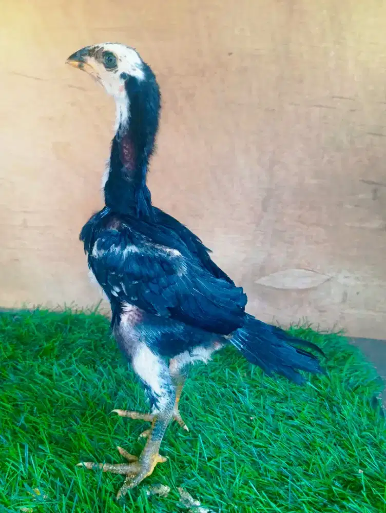 Ayam shamo ekor lidi 1 bulan