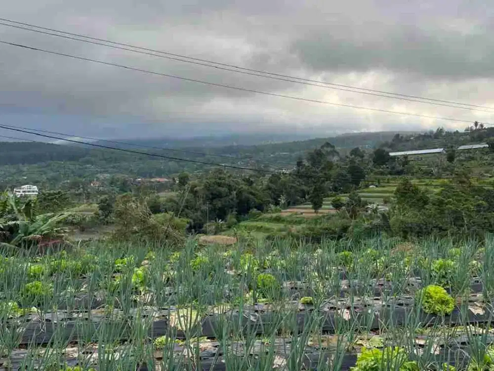 jual tanah murah dekat obyek wisata bedugul tabanan bali