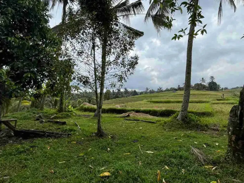 jual tanah kebun view sawah cantik di penebel tabanan bali