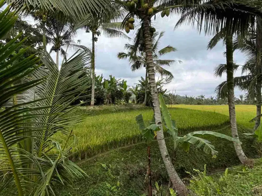 jual tanah kebun contour datar view sawah, sudah berisikan kandang ayam di tabanan bali.