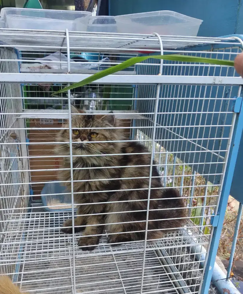 Kucing persia peaknose/ flatnose