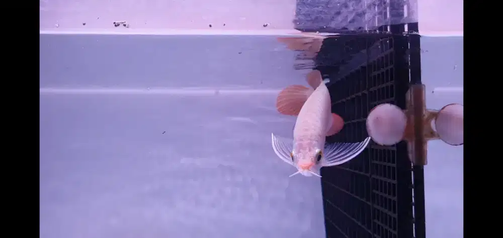 Ikan Hias Arowana Super Red Arwana Merah
