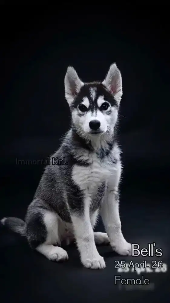 Siberian Husky Betina Bigbone