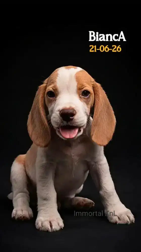 Beagle Betina Cantik Stambom Lemon