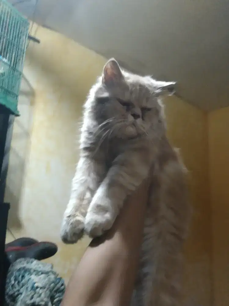 Flatnos jantan usia 1 tahu  udah birahi