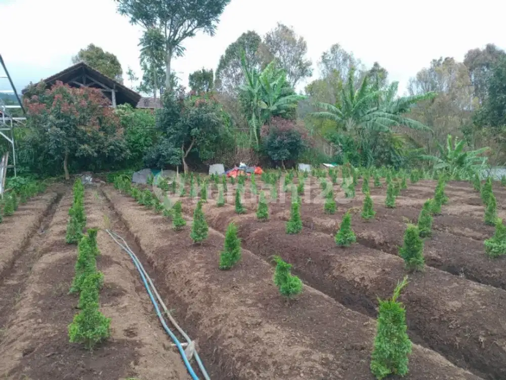 Tanah Kebun Bonus Kandang Sapi & Pohon Alpukat Yang Lokasinya Di Daerah Barunagri Lembang, Bandung Utara