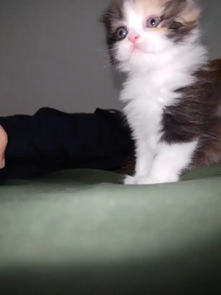 Kucing Kitten ragdoll