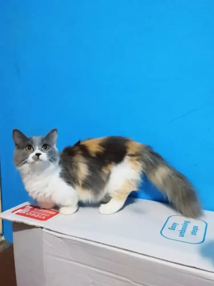 Kucing munchkin minuet longhair