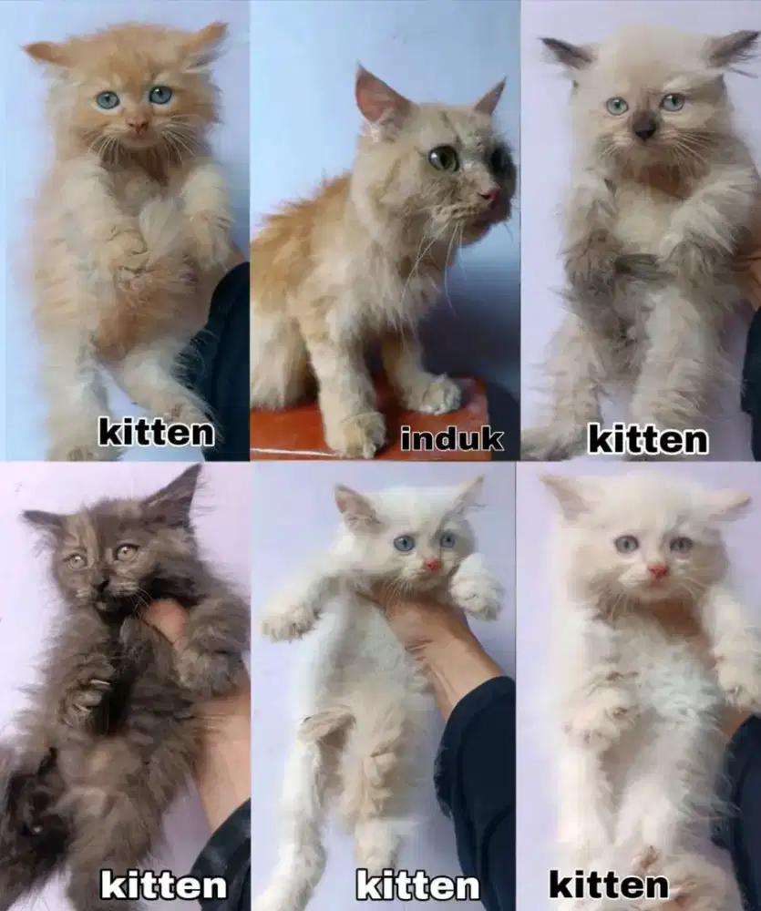 kucing persia longhair kandang