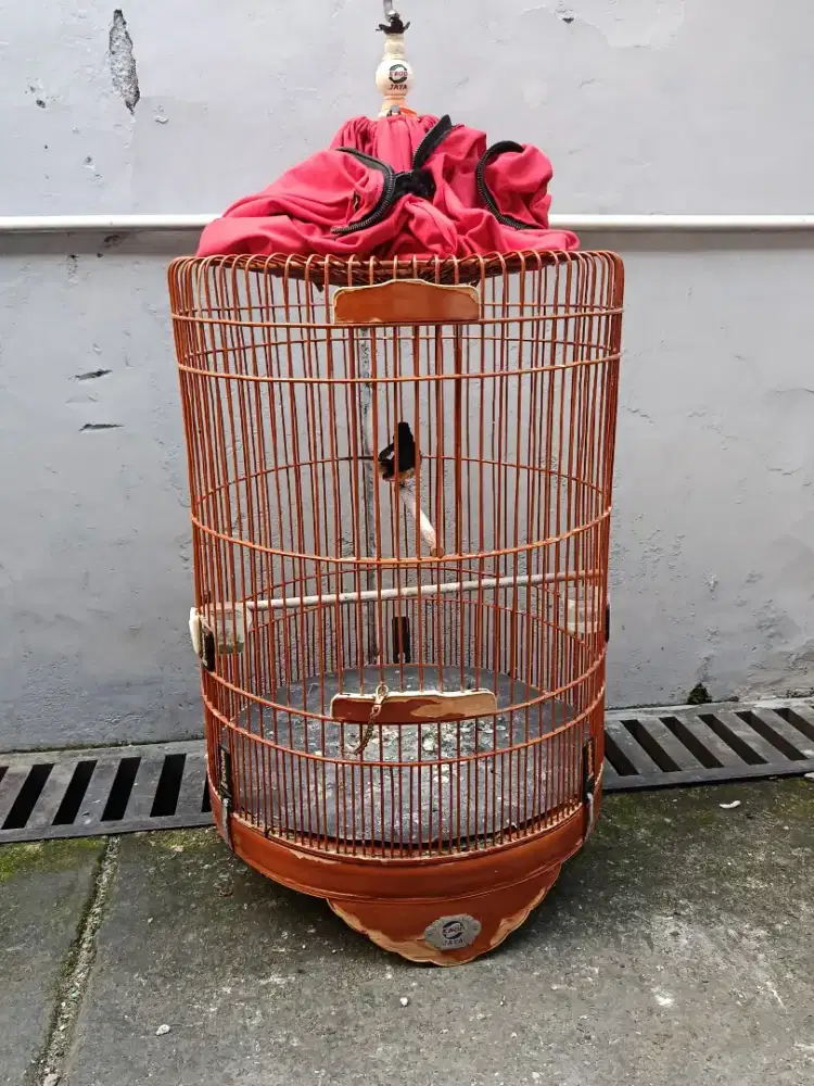 BURUNG MURAI PASTOL EKOR 18CM
