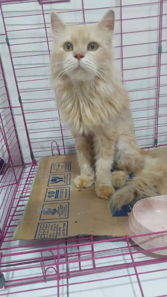 Persia medium longhair bigbone jantan