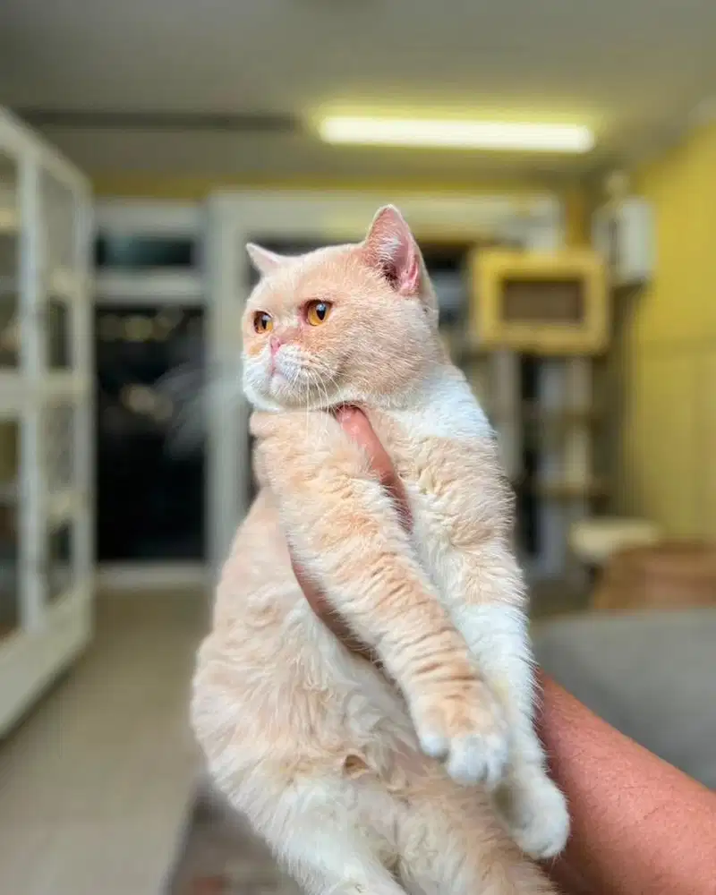 Kucing British Shorthair Bsh