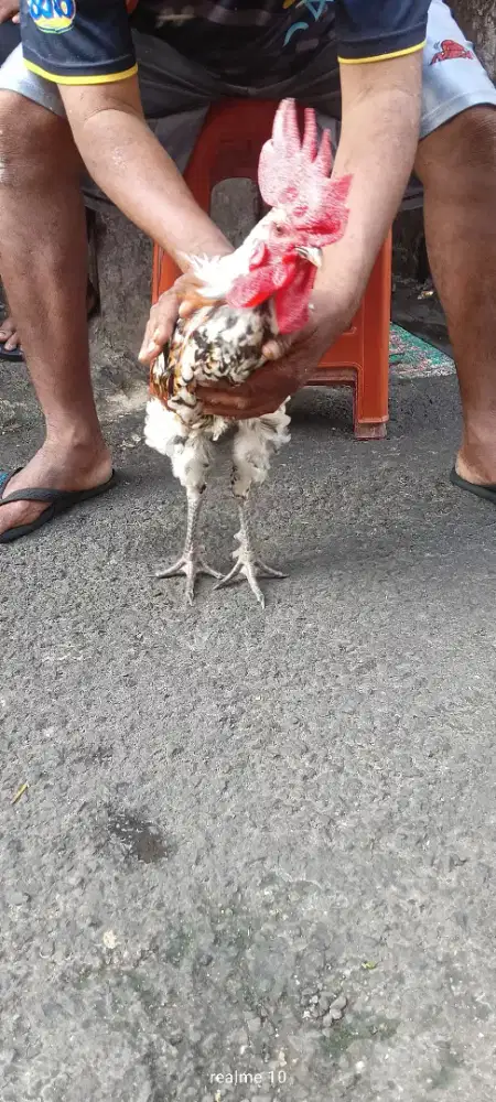 Jual aja nih ayam blastern