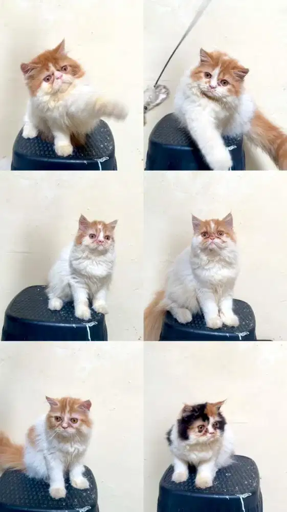 Kucing Persia Kitten 4 Bulan