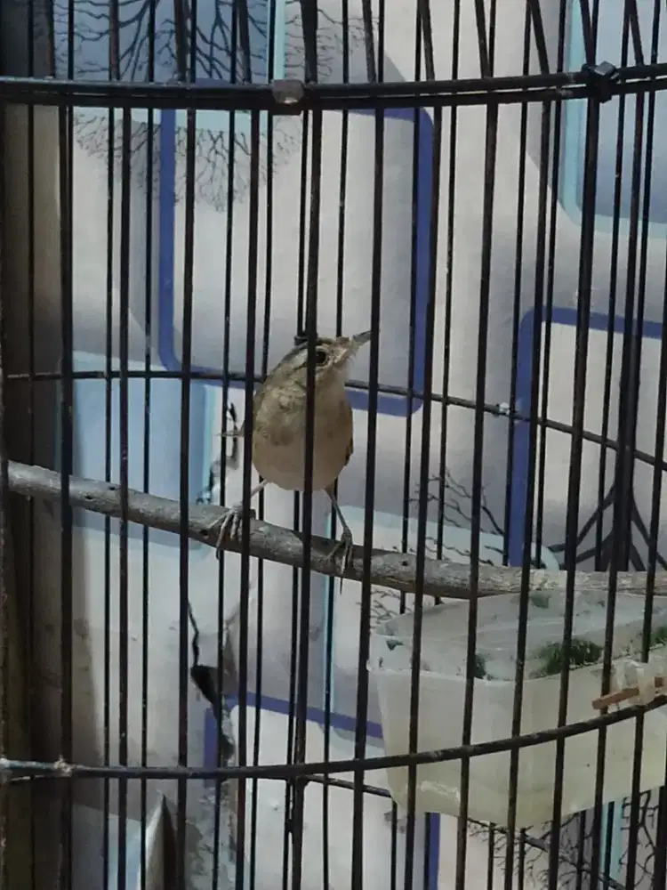 Burung Sinchan Kerak basi alis hitam